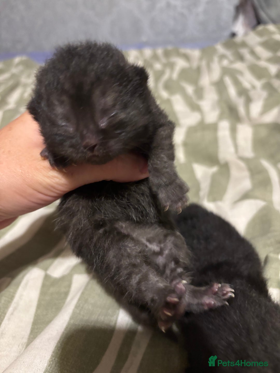 British Shorthair cats for sale: Pure British shorthair  - Image 13