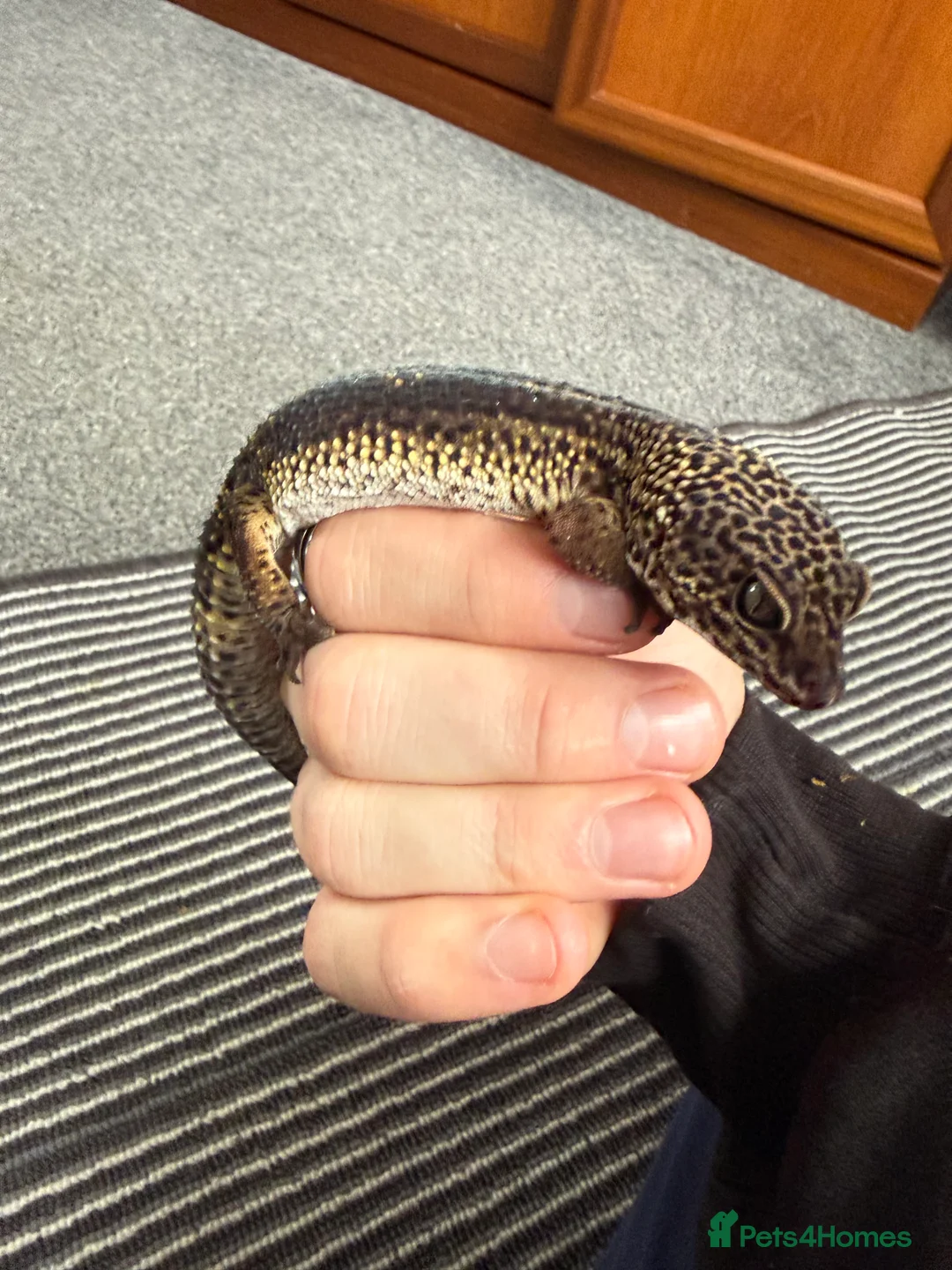 Leopard Gecko reptiles for sale: Leopards  - Advert 1