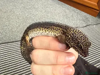 Leopard Gecko reptiles Leopards - Advert 4