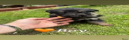 German Shepherd dogs for sale: 10 beautiful German shepherd pups. - Advert 6