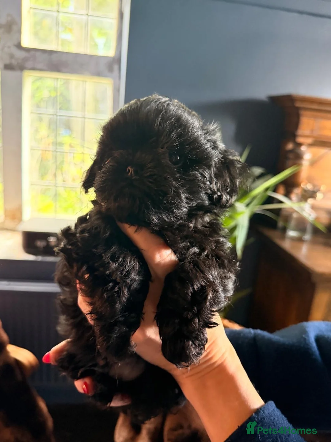 Malshi dogs for sale: Malshi beautiful fur babies.  - Advert 1