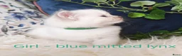 Ragdoll cats for sale: GCCF REGISTERED BEAUTIFUL RAGDOLLS KITTENS  - Advert 27