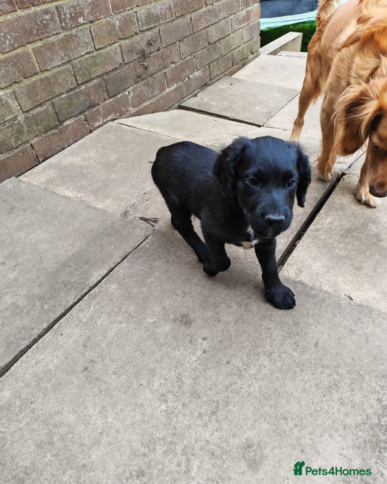 Mixed Breed dogs 🐾Last Cockapoo Puppy Remaining-Reduced to £600🐾 - Advert 2