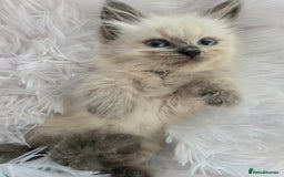 Siberian cats for sale: GCCF champion bloodline siberian nevas - Image 9