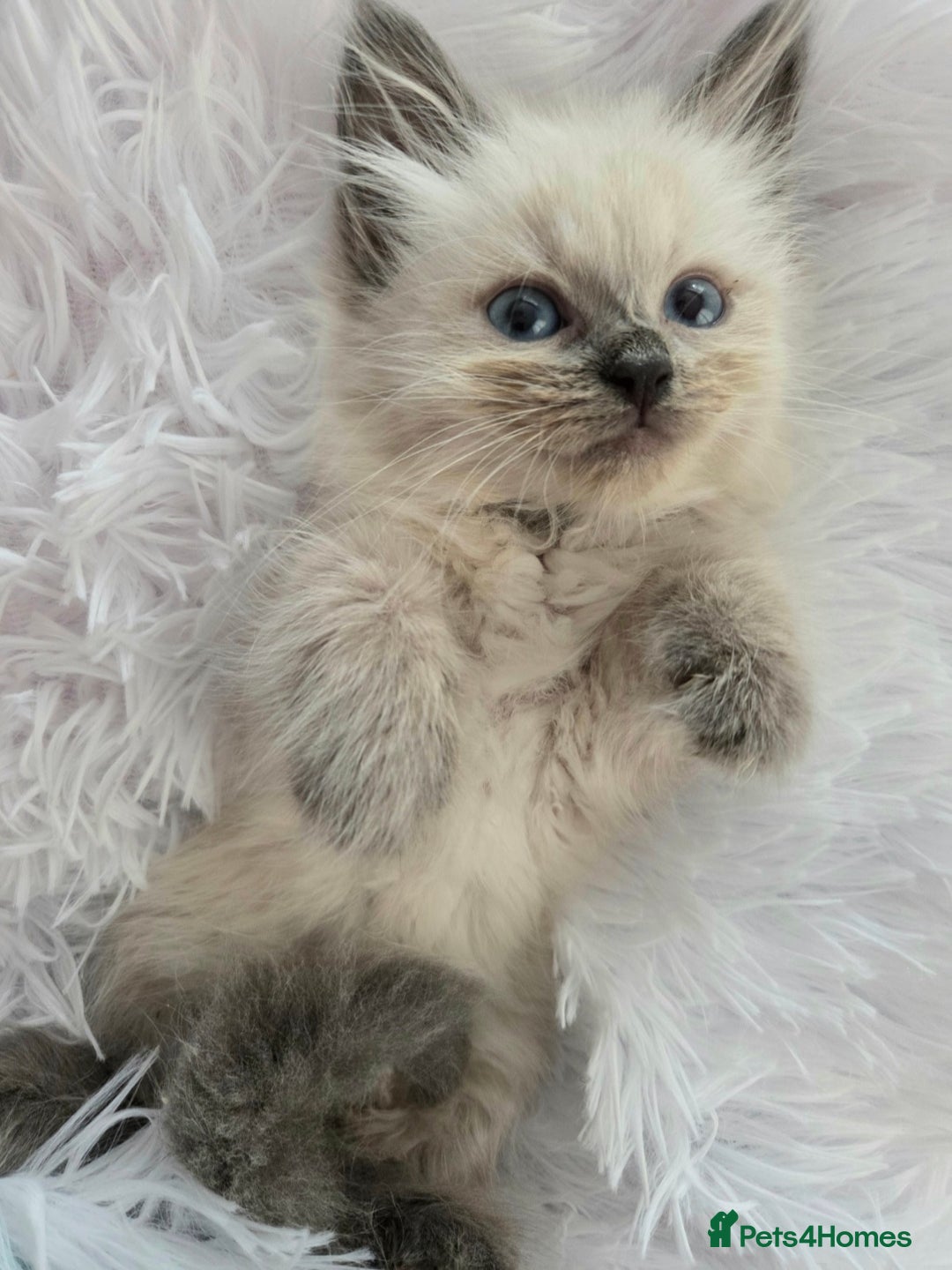 Siberian cats for sale: GCCF champion bloodline siberian nevas - Image 9
