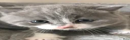 British Shorthair cats for sale: GCCF Blue and Bicolour Kittens  - Advert 12