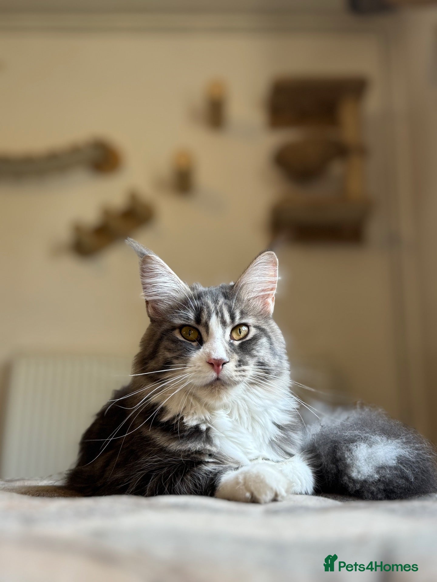 Maine Coon cats Maine Coon Kittens available  - Advert 2