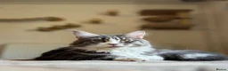 Maine Coon cats for sale: Maine Coon Kittens available  in Thetford - Advert 2