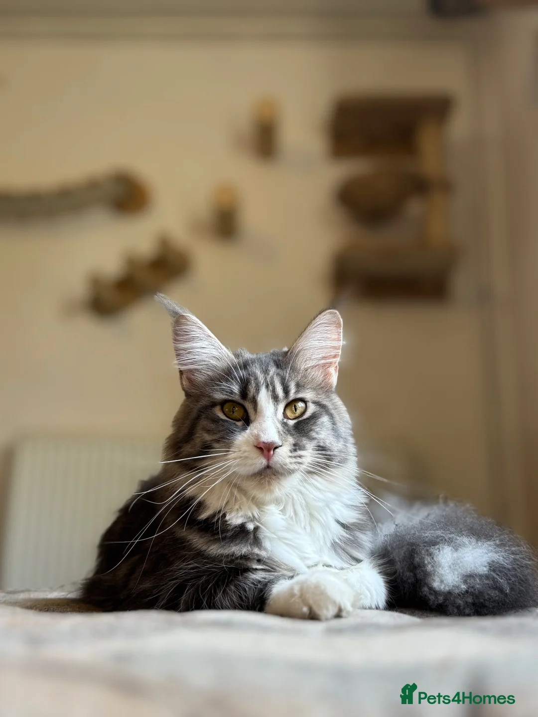 Maine Coon cats for sale: Maine Coon Kittens available  in Thetford - Advert 2