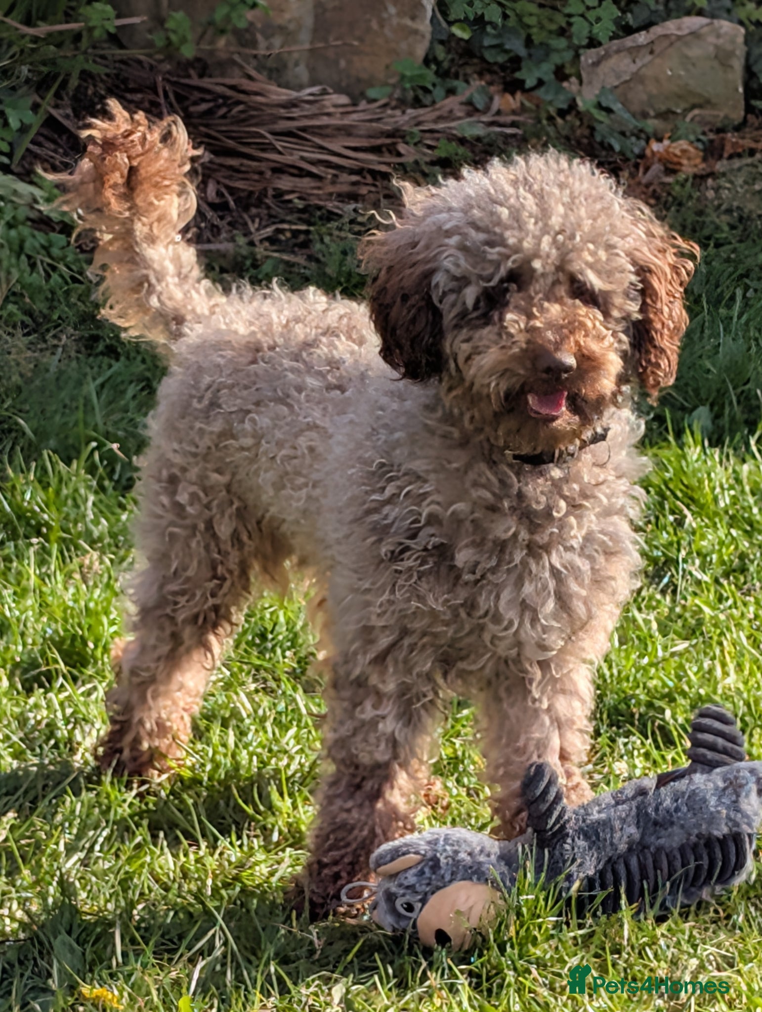 Cockapoo dogs F2 chocolate cockapoo stud - Advert 12