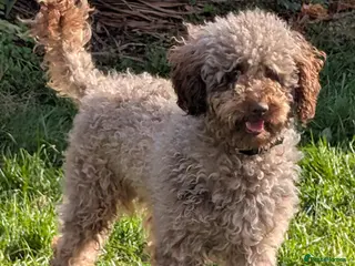 Cockapoo dogs F2 chocolate cockapoo stud - Advert 12