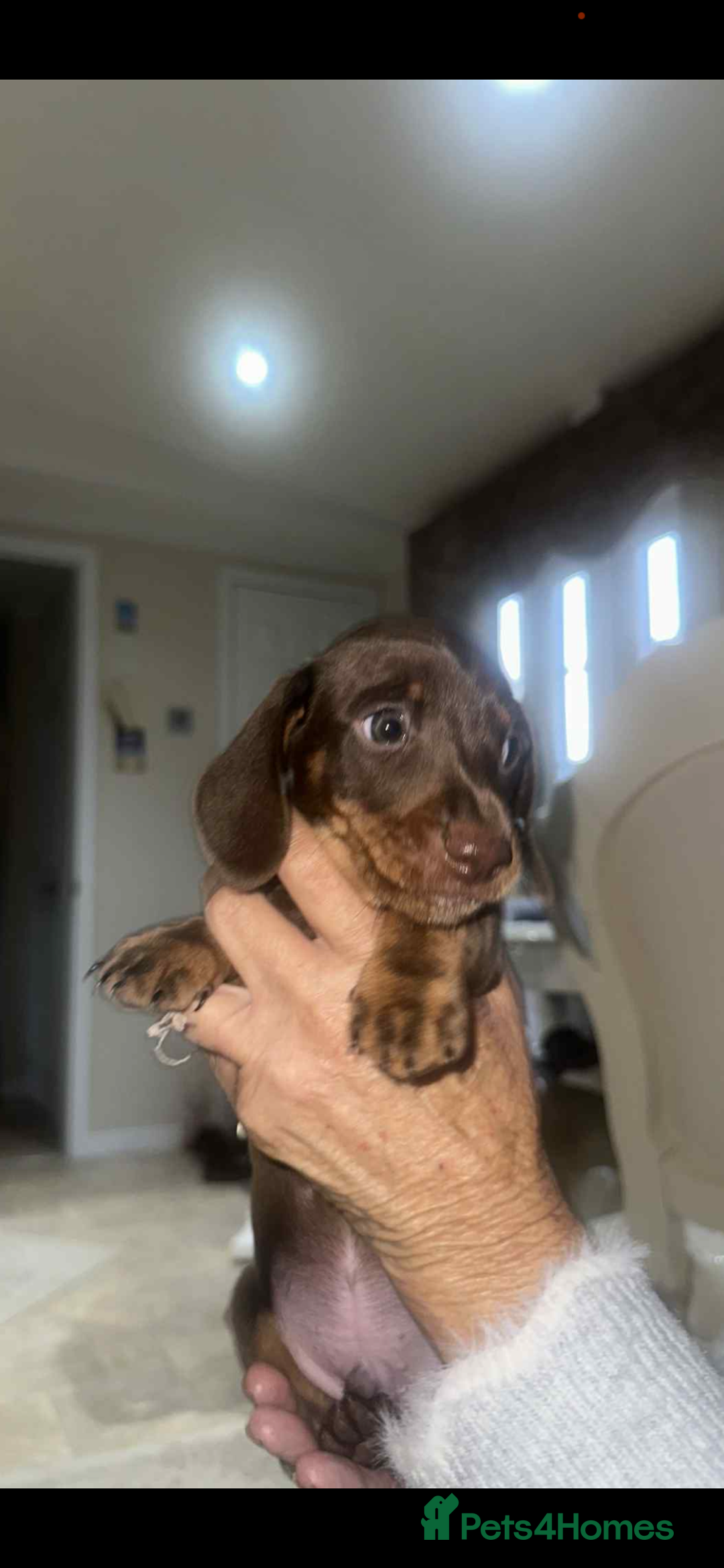 Dachshund dogs for sale: Smooth haired dachshunds for sale Tiverton devon - Image 7