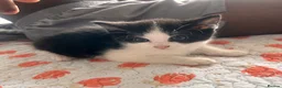 Mixed Breed cats for sale: Kittens  - Advert 10
