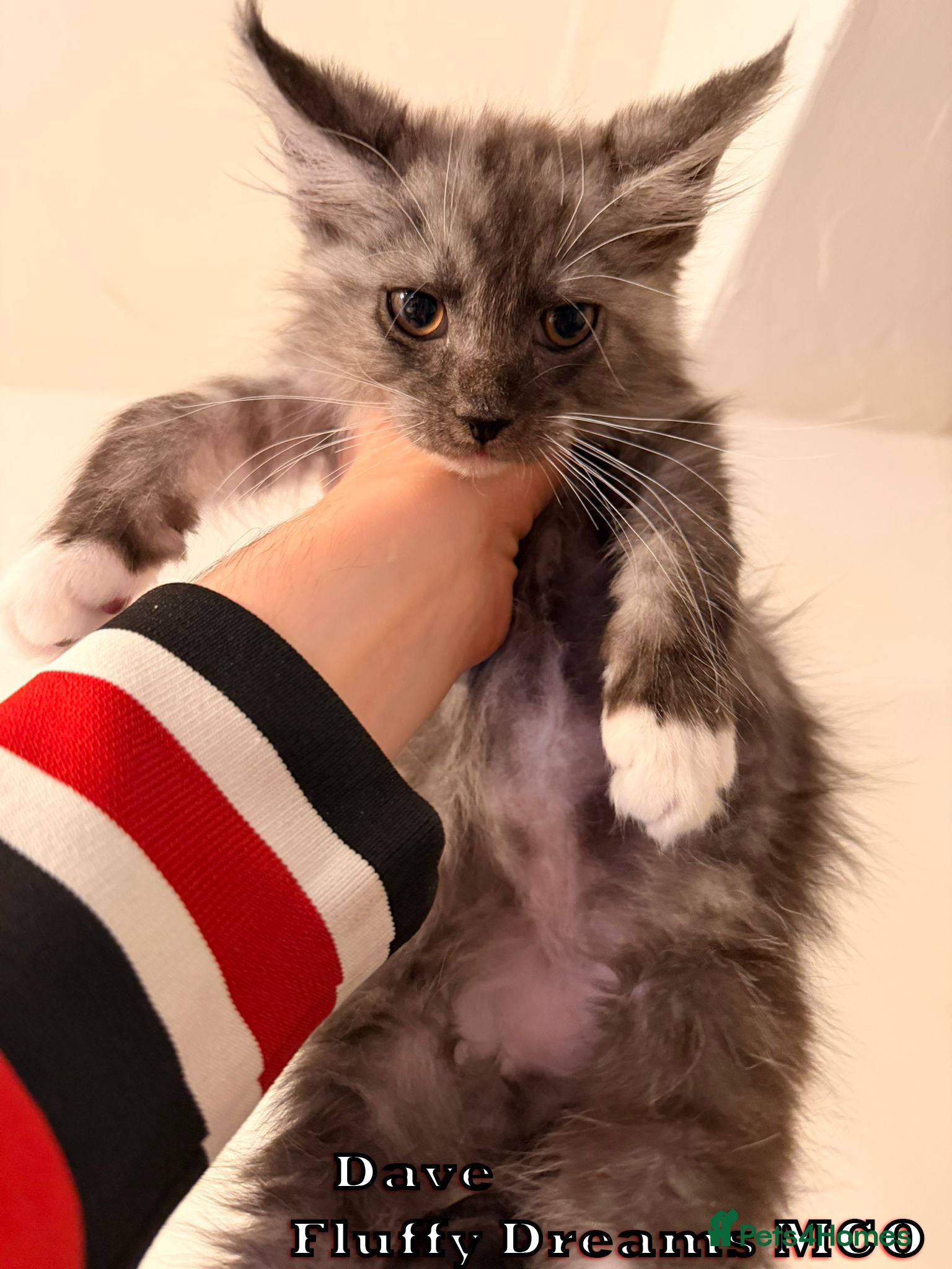 Maine Coon cats Active/Nonactive 2 boys 1 girl FluffyDreamsMCO - Advert 2