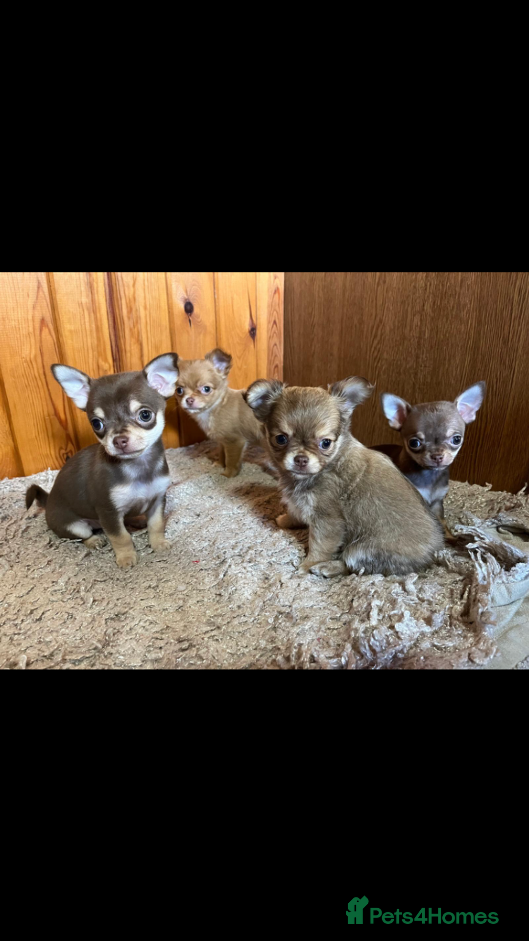 Chihuahua dogs for sale: 💥Adorable puppies💥 - Image 1