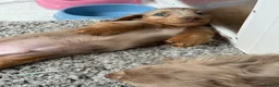 Miniature Dachshund dogs for sale: Long Haired Miniature Dacshund’s Ready To Leave - Advert 8