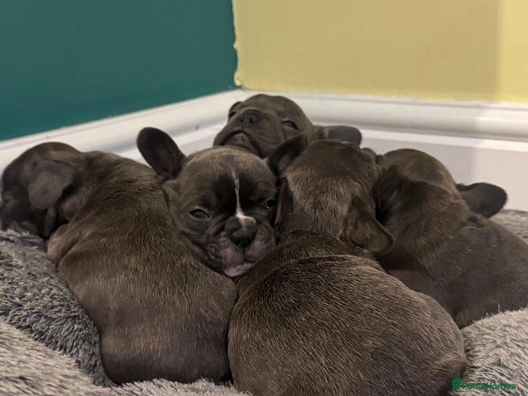 French Bulldog dogs for sale: French bulldog puppies, 4 girls and 3 boys - Image 2