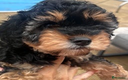 Cavapoo dogs for sale: REDUCED 🌟FEMALE F1B CAVAPOO  STUNNING PUPPY - Image 6