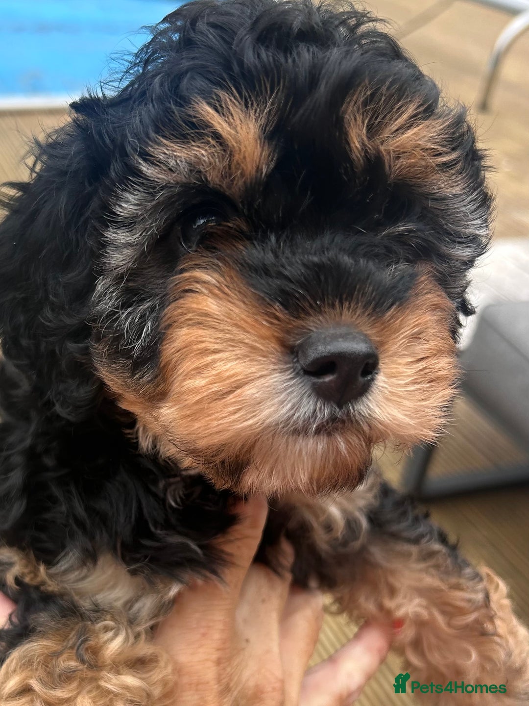 Cavapoo dogs for sale: REDUCED 🌟FEMALE F1B CAVAPOO  STUNNING PUPPY - Image 6