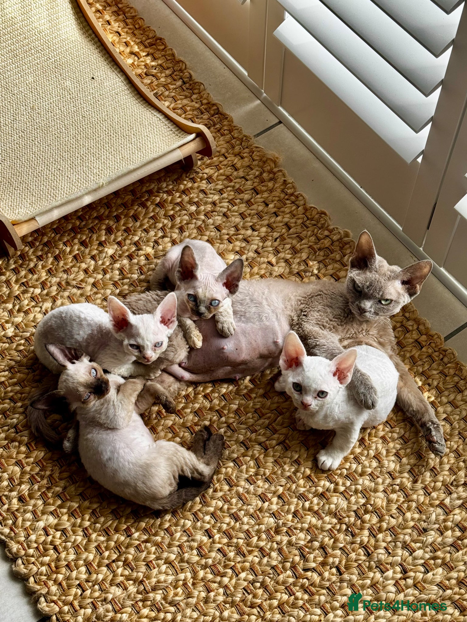 Devon Rex cats Exceptional FIFe Devon Rex Kittens 2 left only  - Advert 6