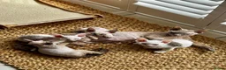 Devon Rex cats for sale: Last 2 exceptional Devon Rex kittens available - Advert 9