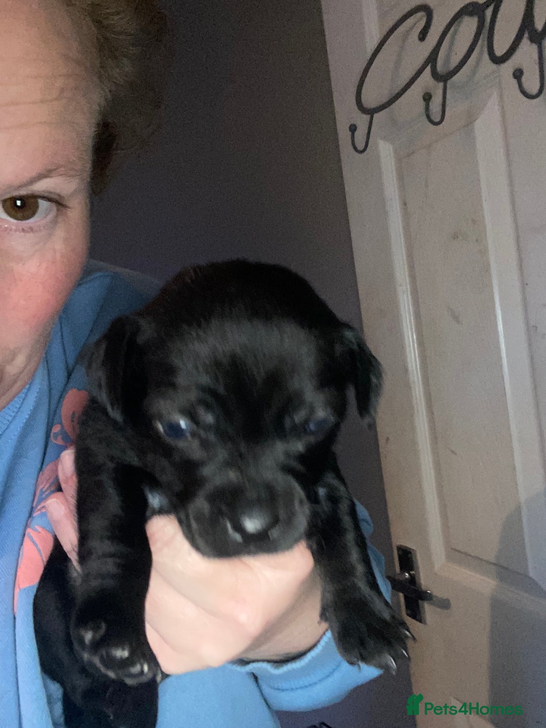 Mixed Breed dogs for sale: 3 male shitzu cross Patterdale puppies  - Advert 2