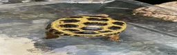 Tortoise reptiles for sale: Female Horsefield tortoise  in Halifax - Advert 4