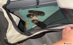 Mixed Breed cats for sale: 3 beautiful kittens looking for their forever home - Image 15