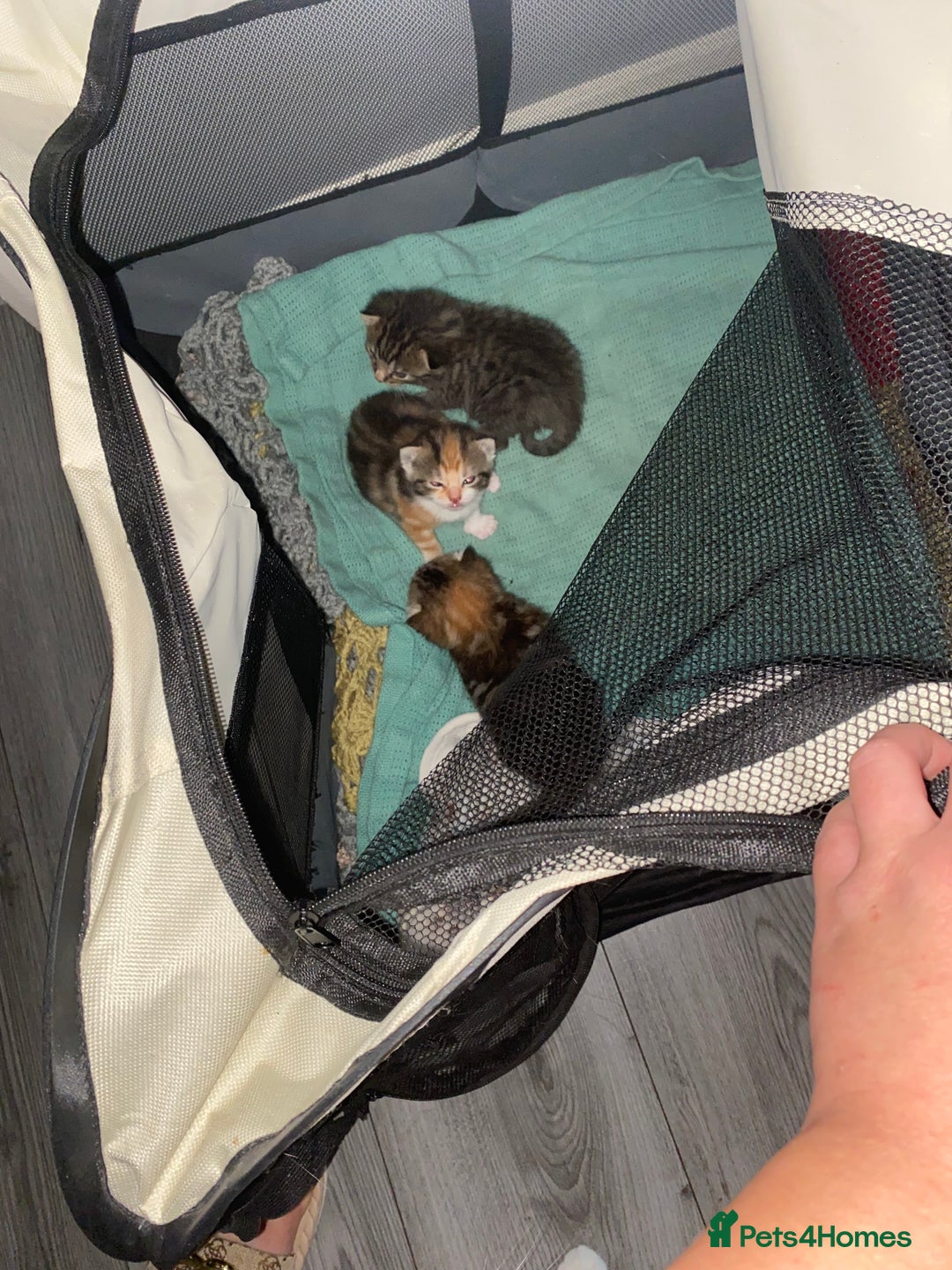 Mixed Breed cats for sale: 3 beautiful kittens looking for their forever home - Image 15
