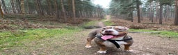 American Bully dogs for sale: Storm - American Pocket Bully  - Advert 3