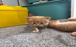 Domestic Shorthair cats for sale: Beautiful Ginger Kittens *READY TO LEAVE SOON* - Image 3