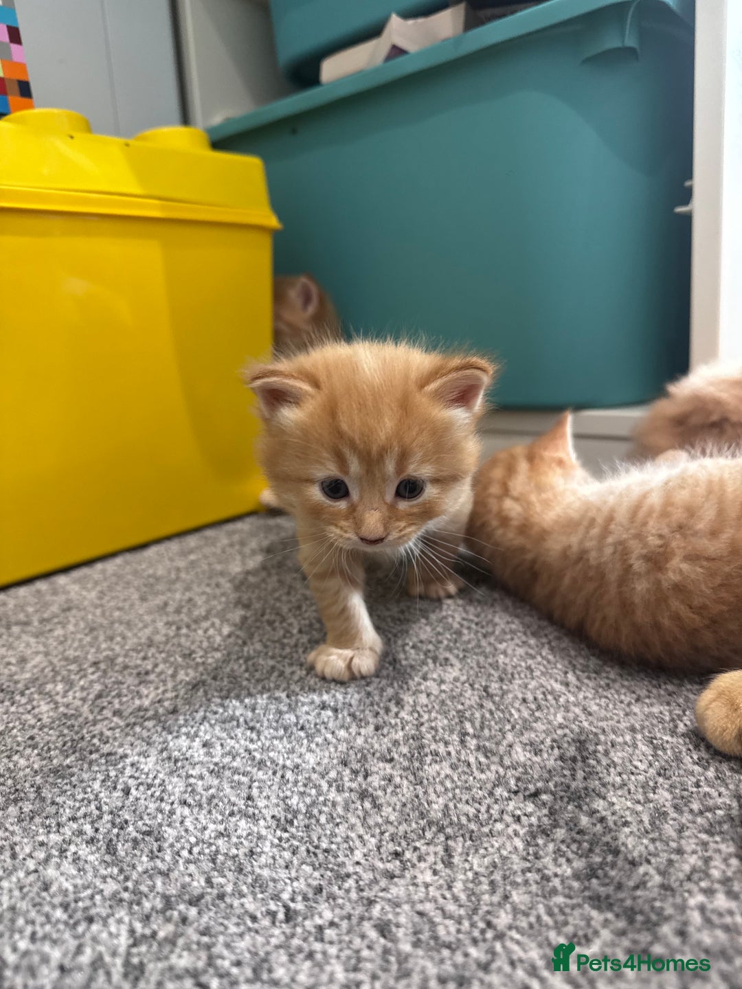 Domestic Shorthair cats for sale: Beautiful Ginger Kittens *READY TO LEAVE SOON* - Image 3