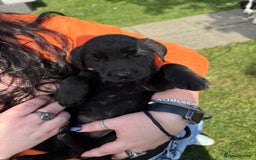 Labrador Retriever dogs for sale: KC Registered Black Labrador Pups 🐾 - Image 23
