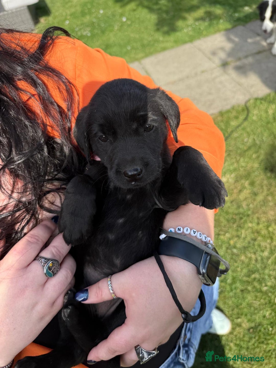 Labrador Retriever dogs for sale: KC Registered Black Labrador Pups 🐾 - Image 23