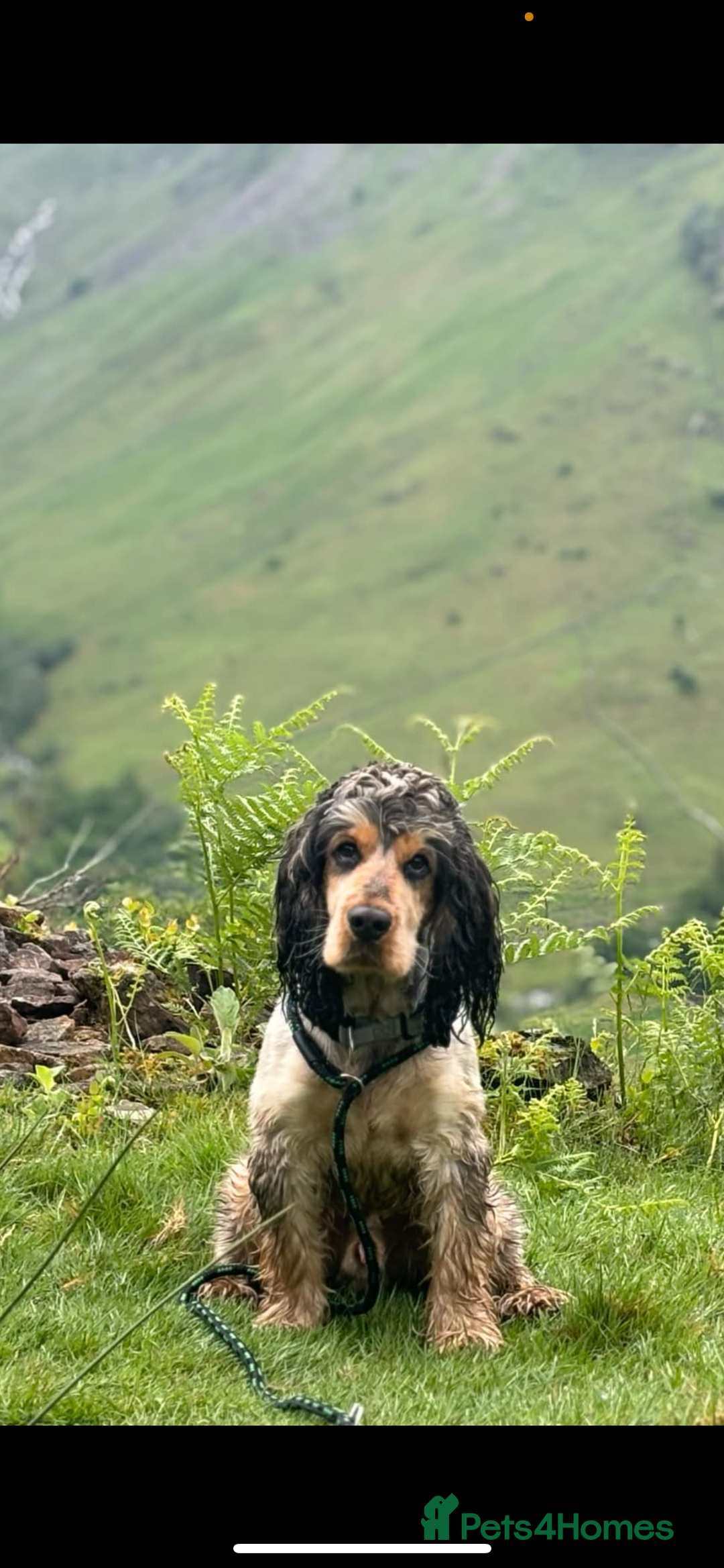 Cocker Spaniel dogs for sale: Lemon roan showtype cockerspaniel - Advert 4