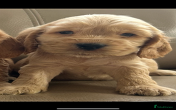 Cocker Spaniel dogs for sale: Kc reg show type cocker spaniels  - Image 14