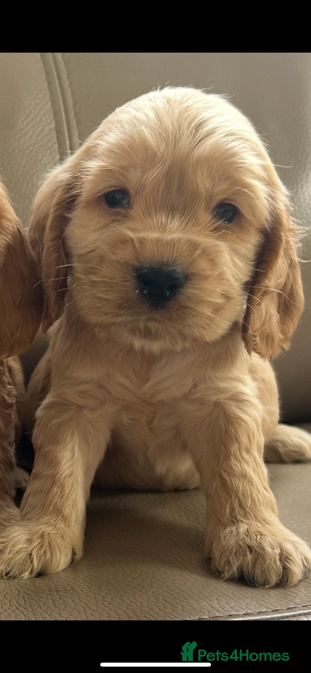 Cocker Spaniel dogs for sale: Kc reg show type cocker spaniels  - Image 14