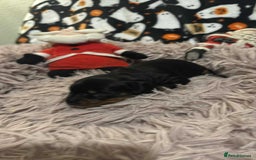Miniature Dachshund dogs for sale: Miniature Dachshund Puppies - Image 7