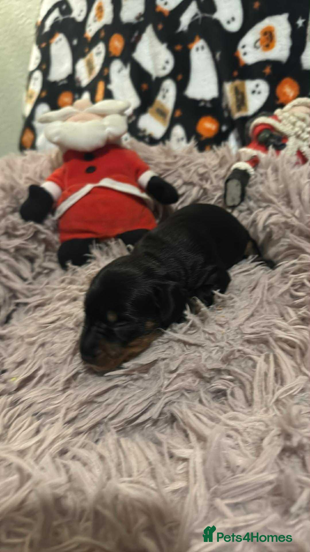 Miniature Dachshund dogs for sale: Miniature Dachshund Puppies - Image 7
