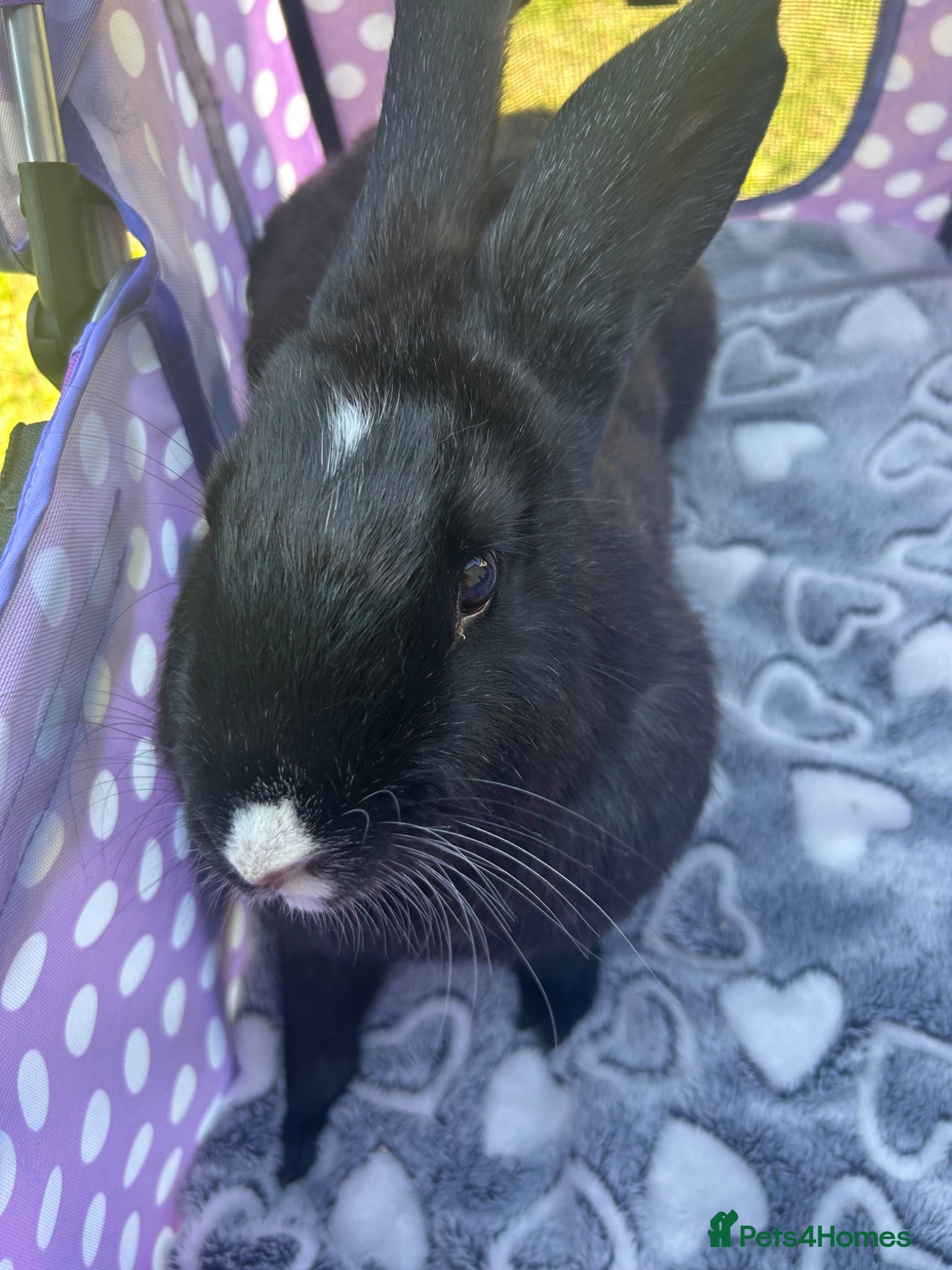 Continental Giant rabbits 1 in-spayed and 2 neutered  - Advert 15