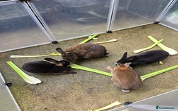 Rex rabbits for sale: Various rex rabbits for rehoming available now - Image 6