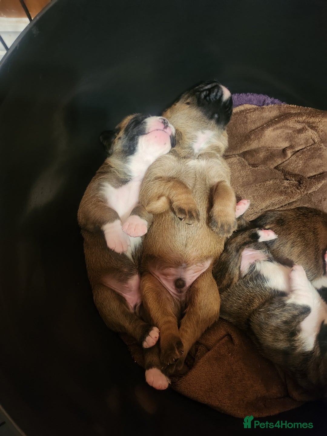 Boxer dogs for sale: 🌟KC REG BOBTAIL BOXER PUPS🌟 - Image 23