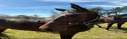 Trotter horses for sale: Beautiful Standardbred Mare For Sale - Advert 2