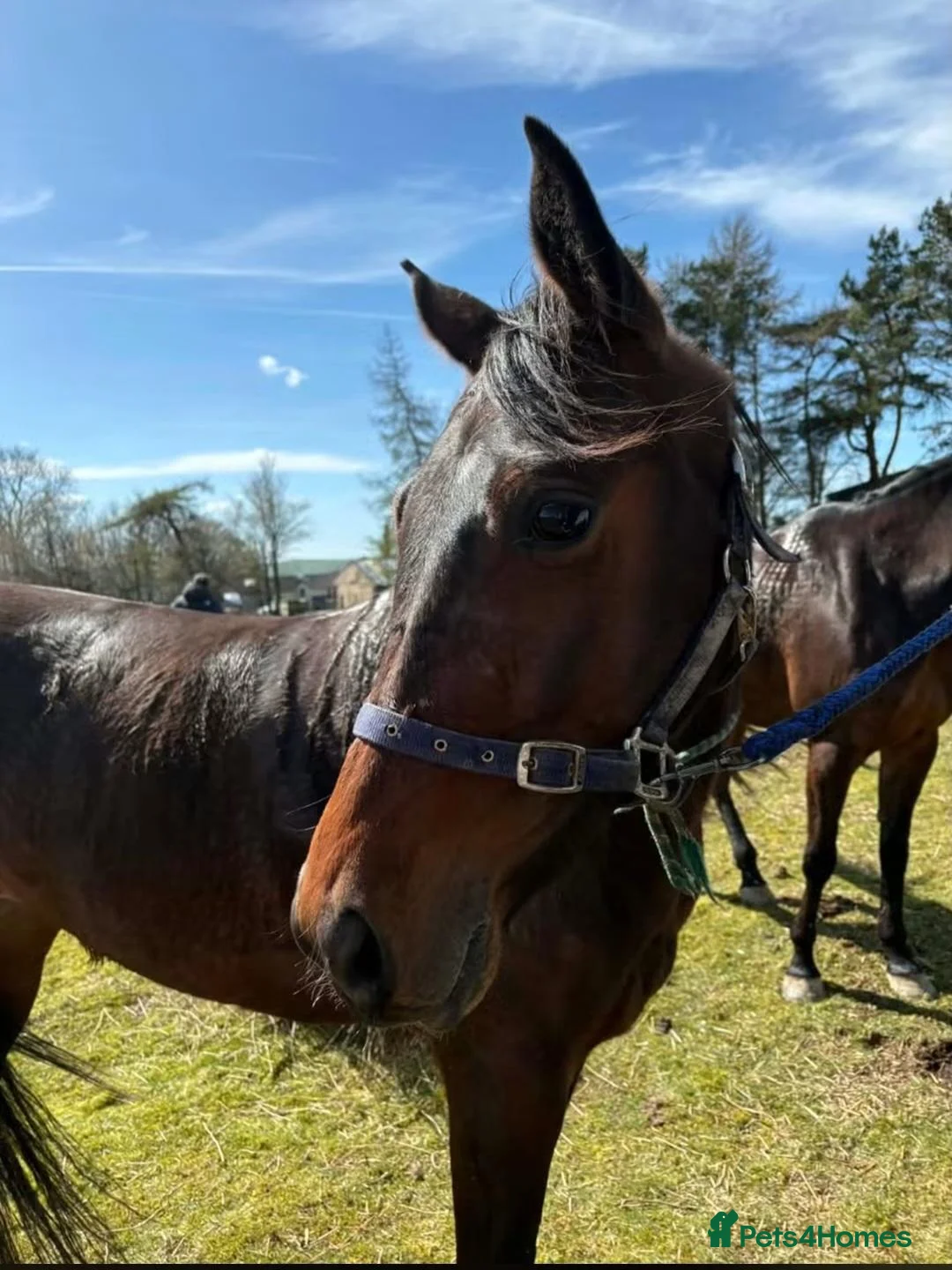 Trotter horses for sale: Beautiful Standardbred Mare For Sale - Advert 2