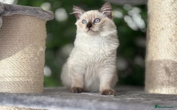 Ragdoll cats for sale: TICA, DNA tested, 5 gen pedigree  - Image 32