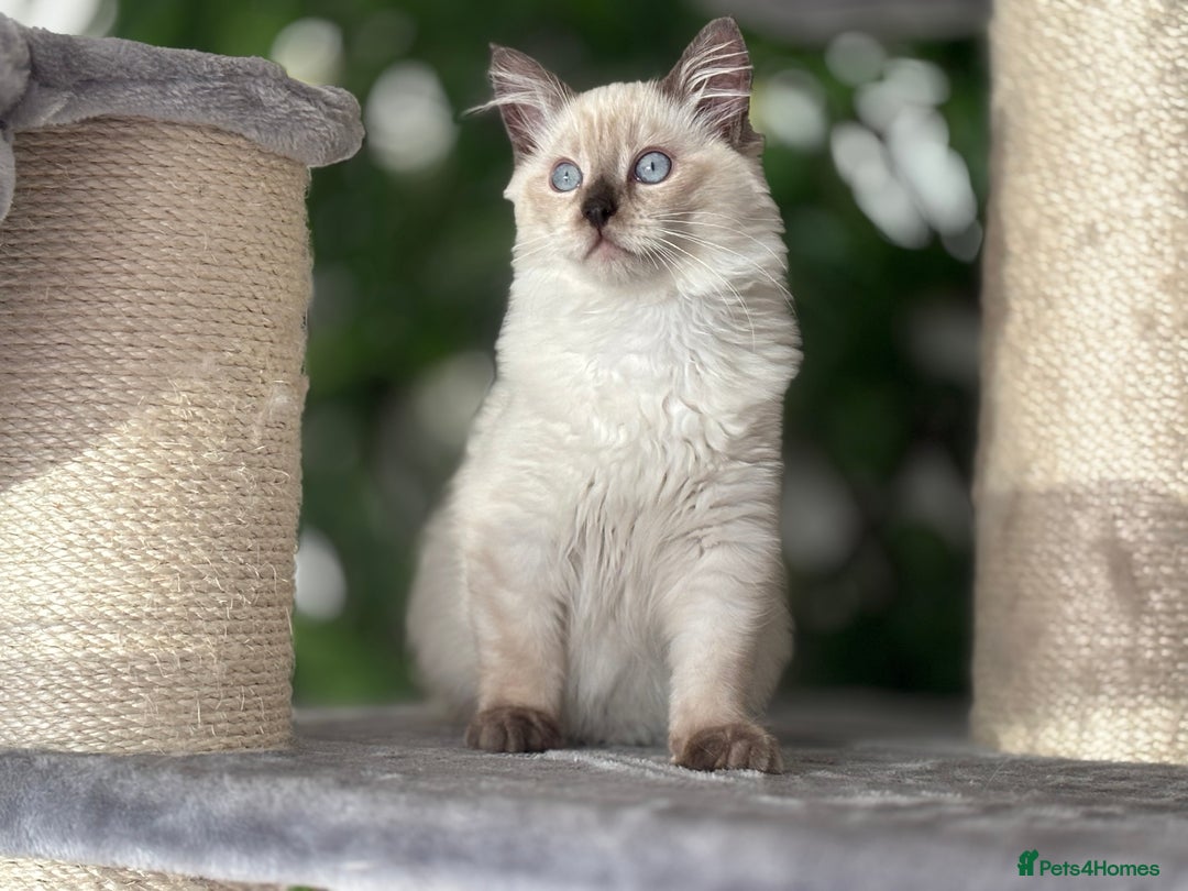 Ragdoll cats for sale: TICA, DNA tested, 5 gen pedigree  - Image 32