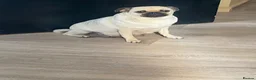 Pug dogs for sale: Beautiful Purebred Pug Puppies for Sale in Middlesbrough - Advert 6
