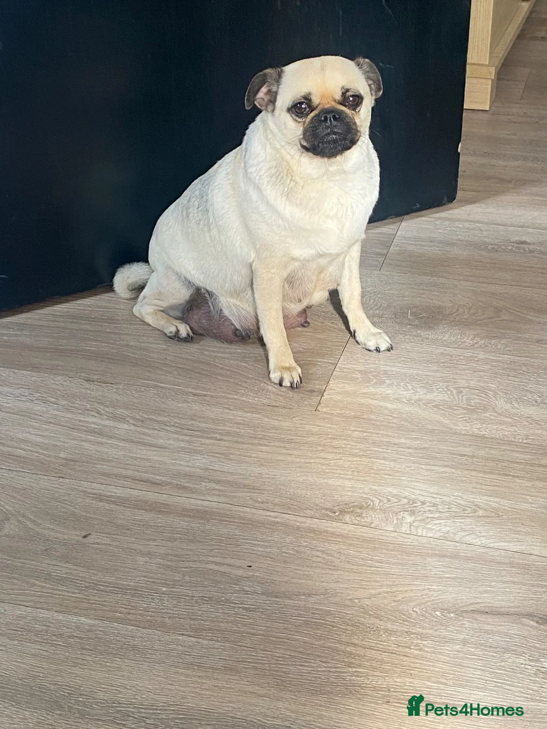 Pug dogs for sale: Beautiful Purebred Pug Puppies for Sale in Middlesbrough - Advert 6