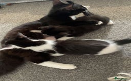 Domestic Shorthair cats for sale: 2 male kittens - Image 5