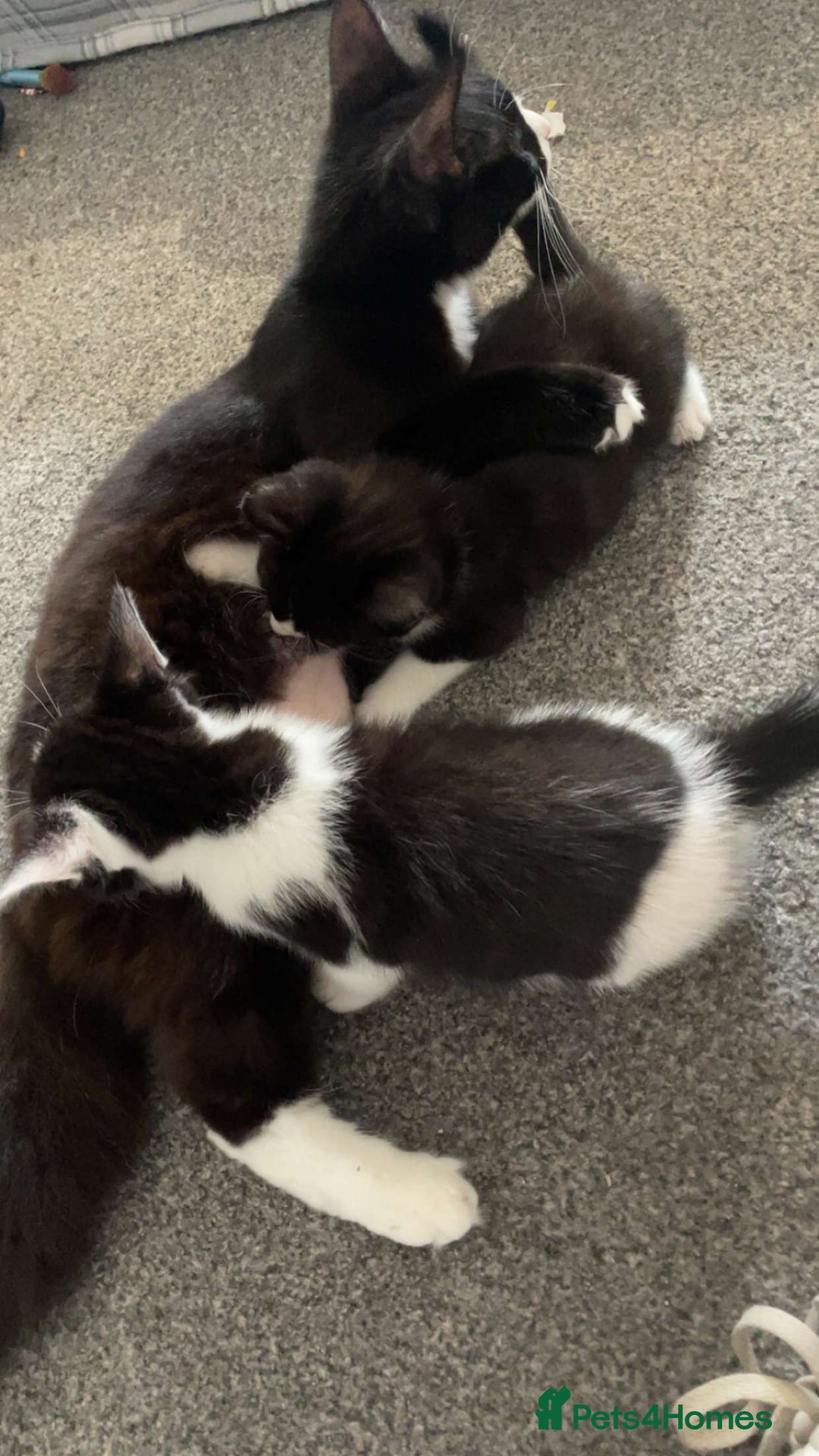 Domestic Shorthair cats for sale: 2 male kittens - Image 5